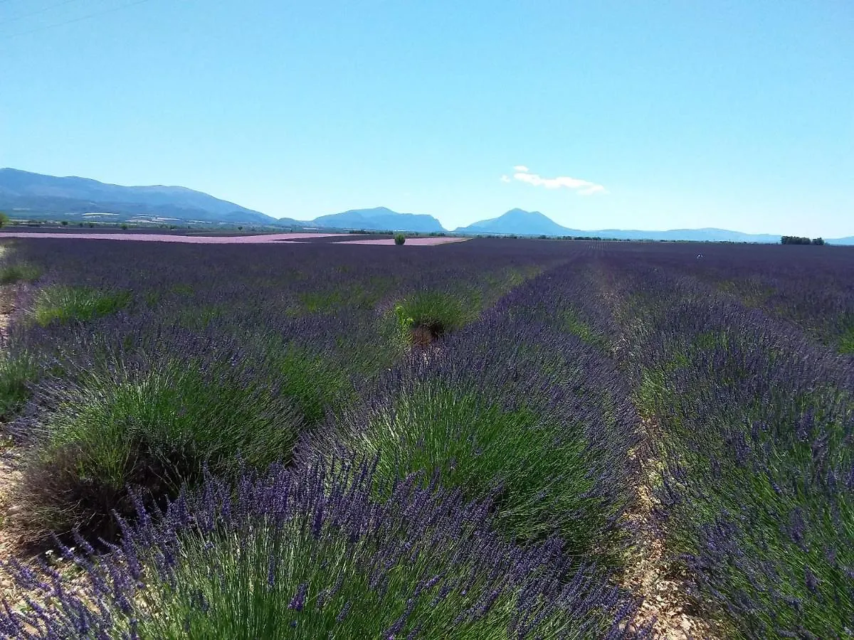 Au pays de la lavande... Valensole Francia