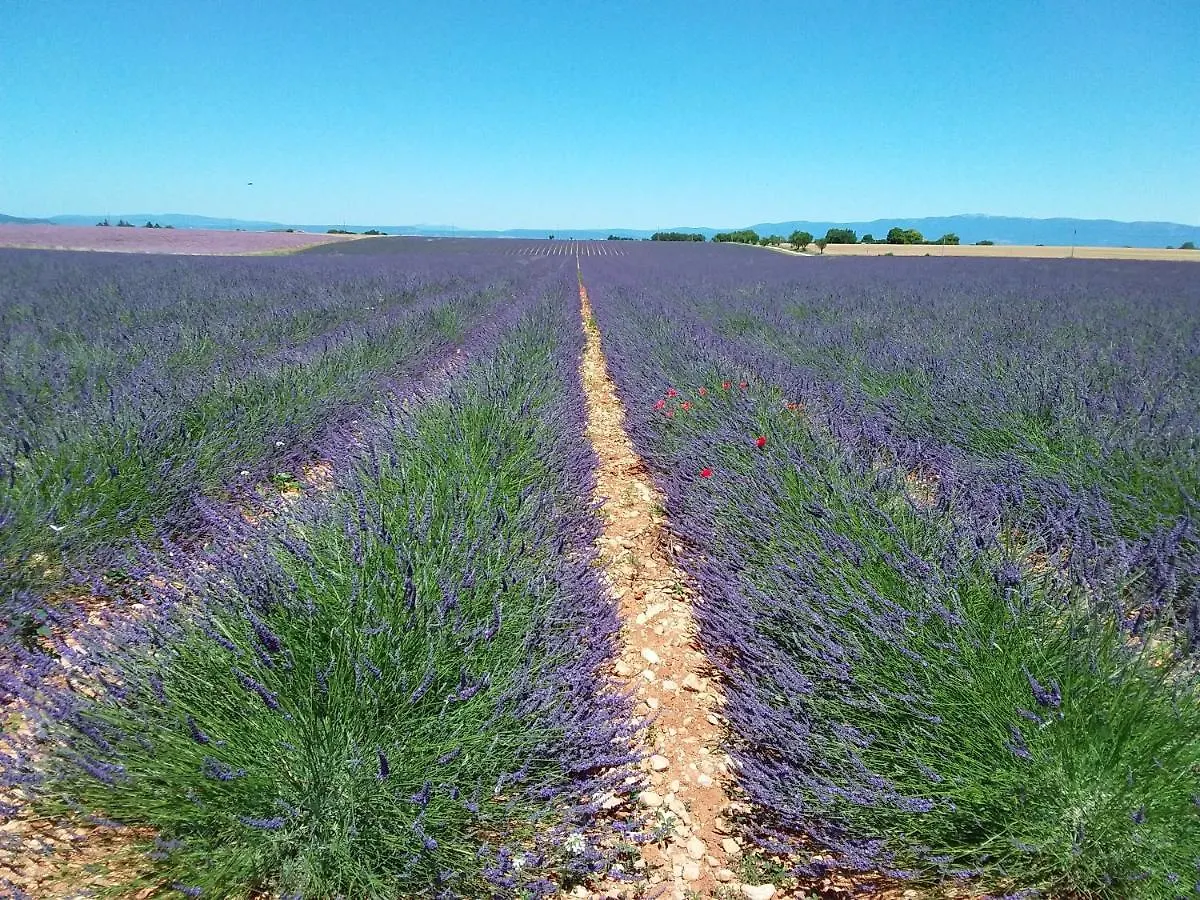 Сasa de vacaciones Au pays de la lavande... Valensole