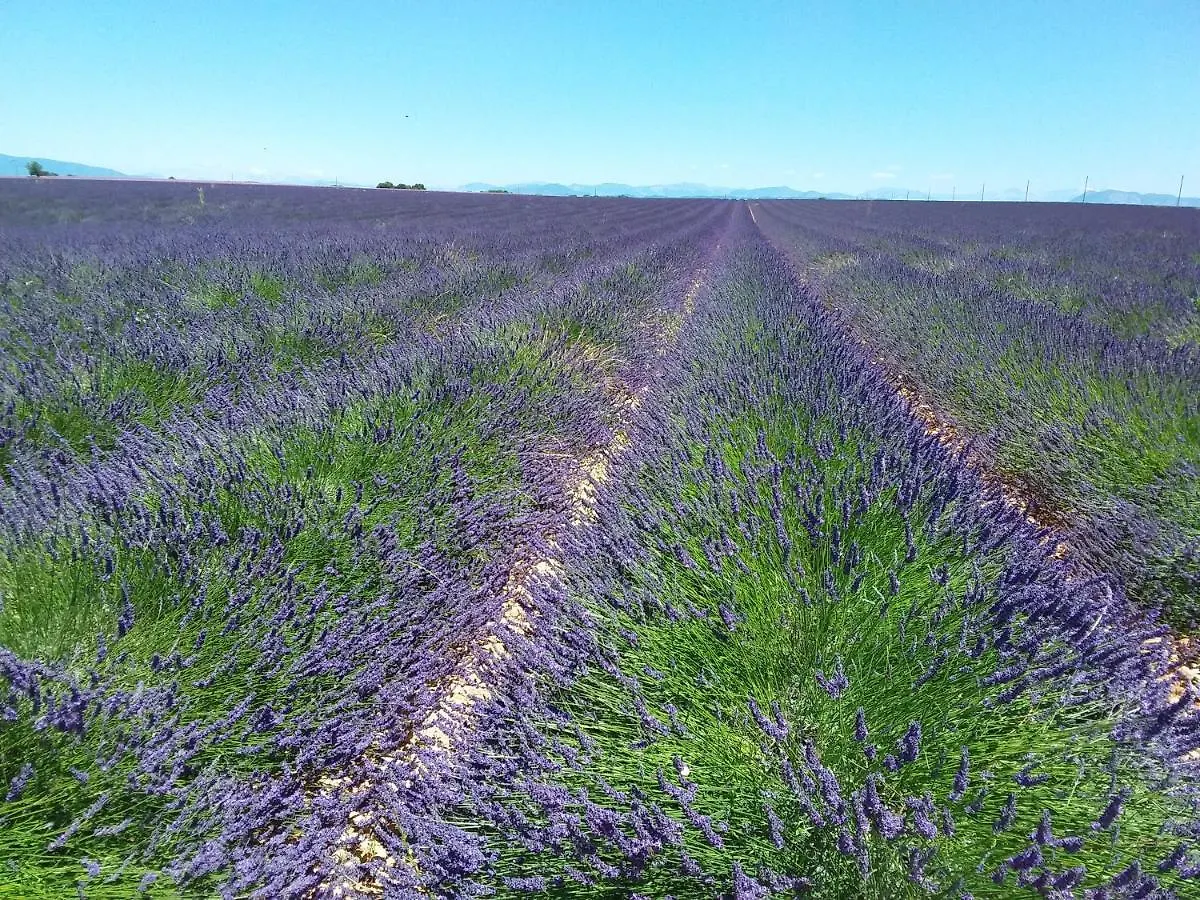 Au Pays De La Lavande... Valensole 0*,  Frankrijk